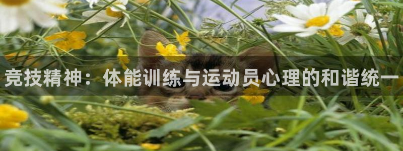 球速体育
