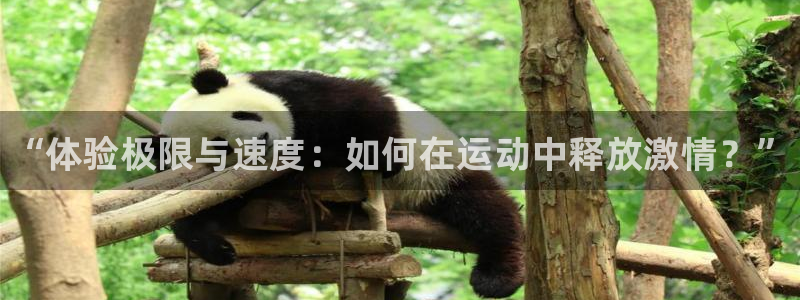 球速体育