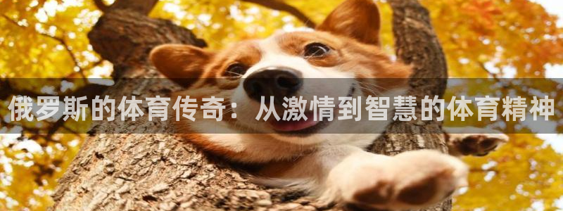 球速体育