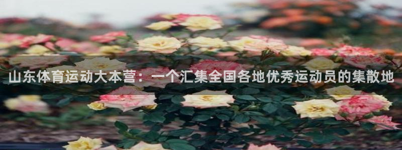 球速体育